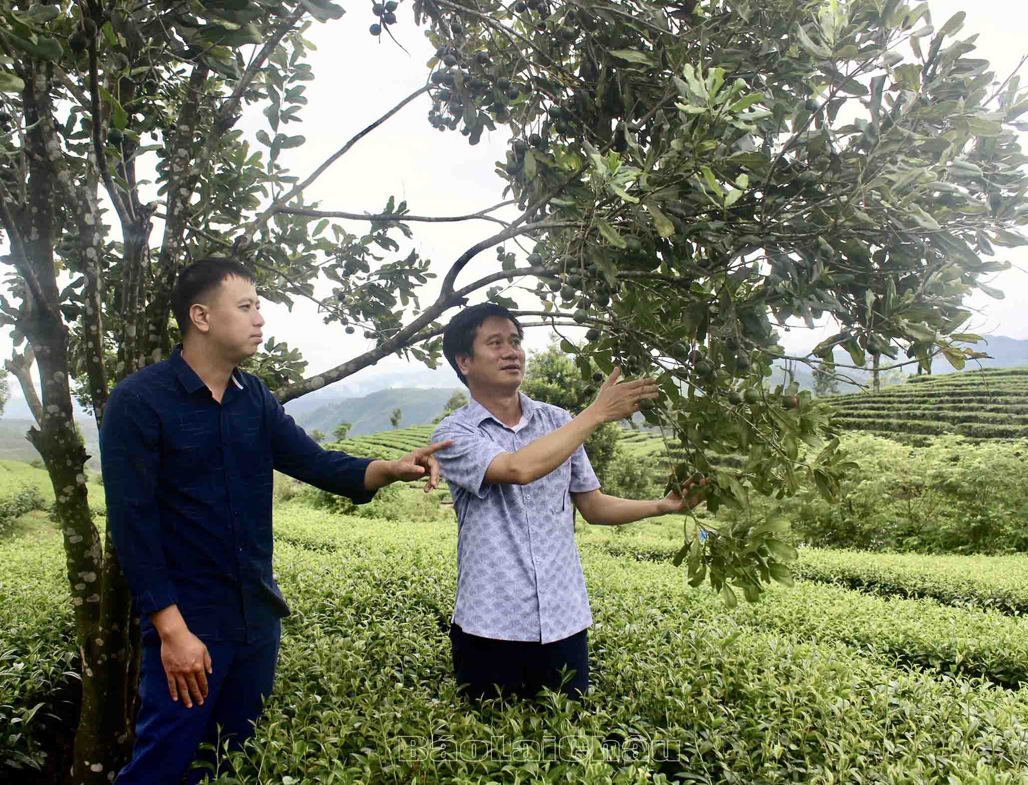 Đảng viên Chi bộ NN&PTNT huyện Tam Đường kiểm tra sự phát triển của cây mắc-ca xen chè.
